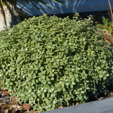 Pittosporum tenuifolium 'Silver Ball'