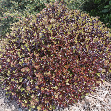 Pittosporum tenuifolium 'Tom Thumb'