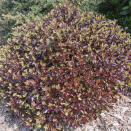 Pittosporum tenuifolium 'Tom Thumb'