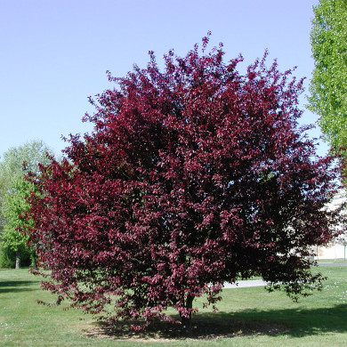 Prunus cerasifera 'Pissardii'