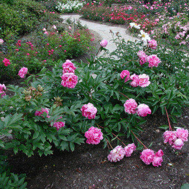 Paeonia suffruticosa rose