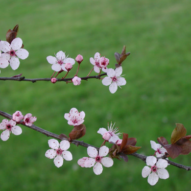 Prunus cerasifera 'Pissardii'