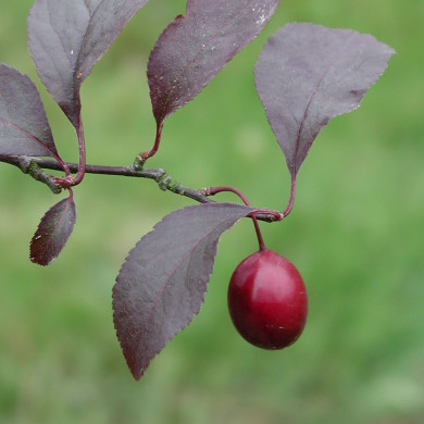 Prunus cerasifera 'Pissardii'