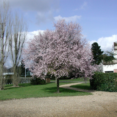 Prunus cerasifera 'Pissardii'