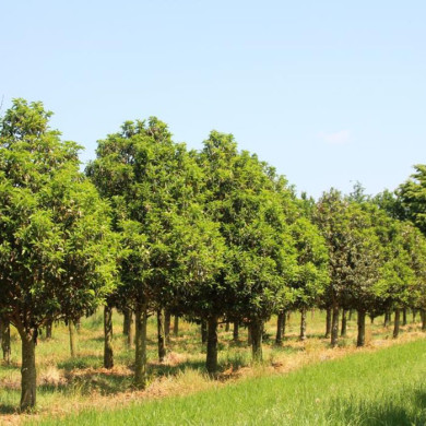 Prunus lusitanica 'Angustifolia'