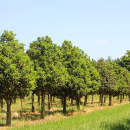Prunus lusitanica 'Angustifolia'