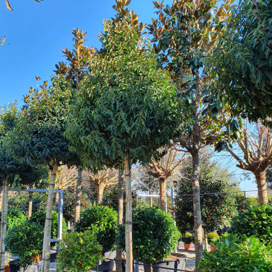 Prunus lusitanica 'Angustifolia'