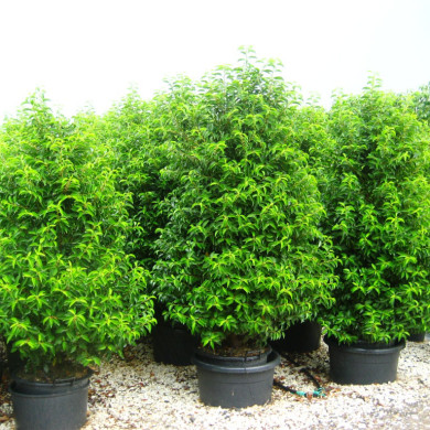 Prunus lusitanica 'Angustifolia'