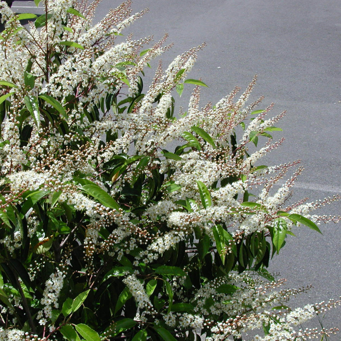 Prunus lusitanica