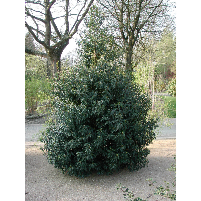 Prunus lusitanica