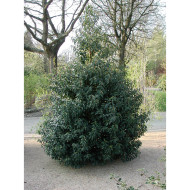 Prunus lusitanica