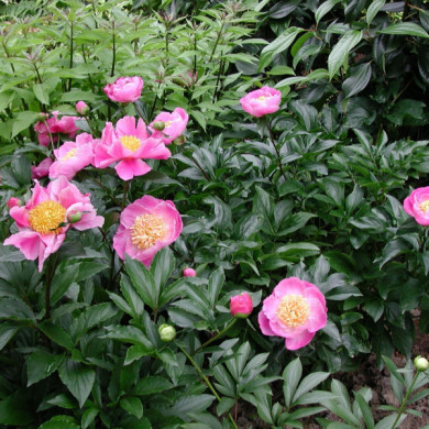 Paeonia suffruticosa rose