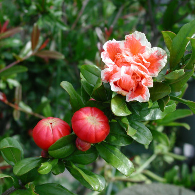 Punica granatum 'Legrelleae'
