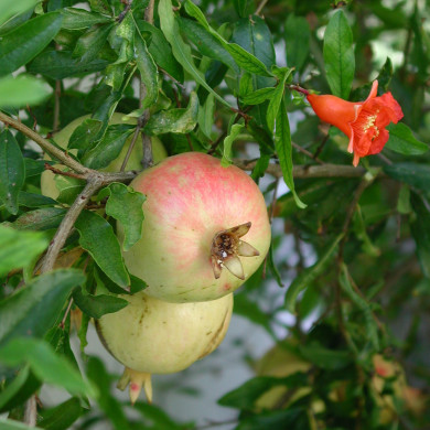 Punica granatum