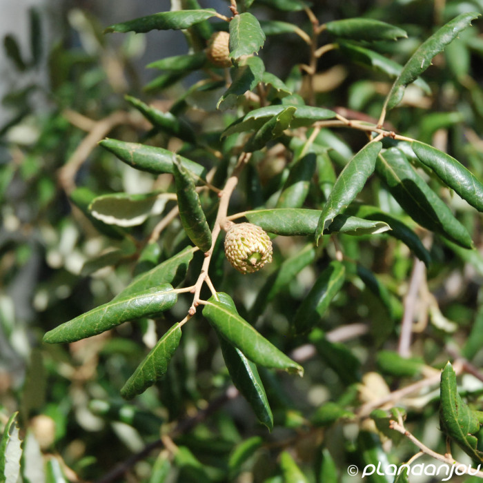 Quercus suber