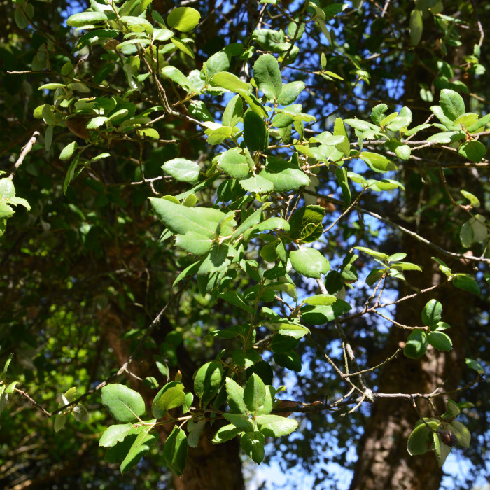 Quercus suber