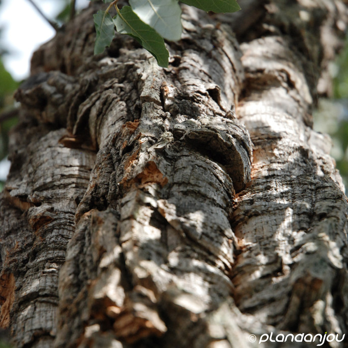 Quercus suber