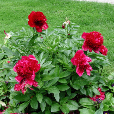 Paeonia suffruticosa rouge