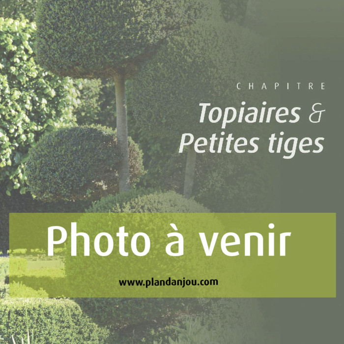 Pinus nigra 'Marie Brégeon'