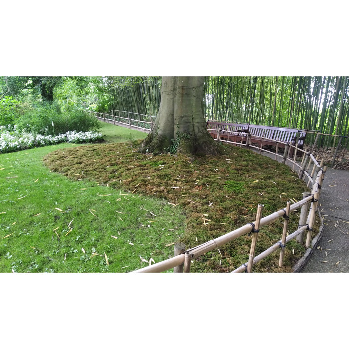 Tapis de mousse végétale