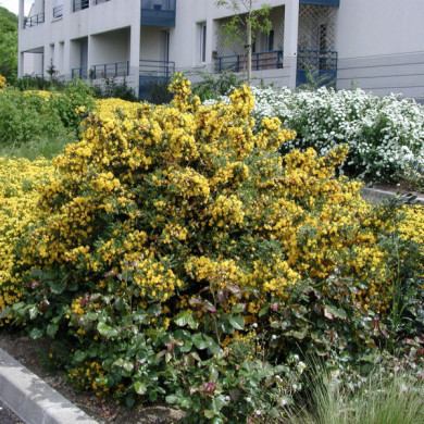 Ulex europaeus