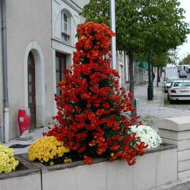 Chrysanthèmes pyramides rouge