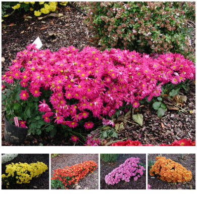 Chrysanthèmes cascades variés