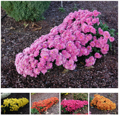 Chrysanthèmes cascades variés