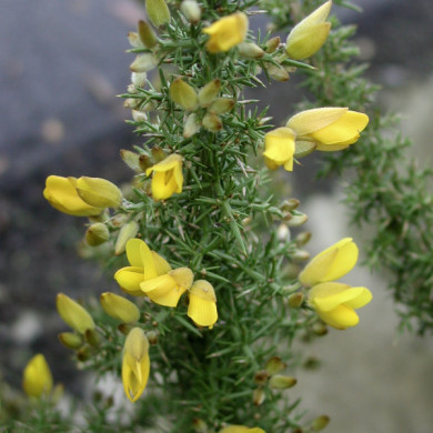 Ulex europaeus