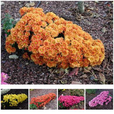 Chrysanthèmes cascades variés