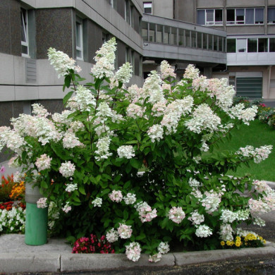 Hydrangea paniculata 'Grandiflora'