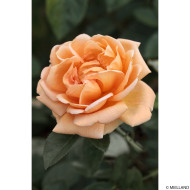 Rosier Abbaye de Cluny® Meibrinpay