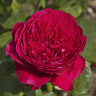 Rosier Alain Souchon® Meikarouz