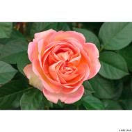 Rosier tige Auguste Escoffier® Meizasmyne