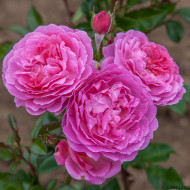 Rosier Baie des Anges Romantica® radprov