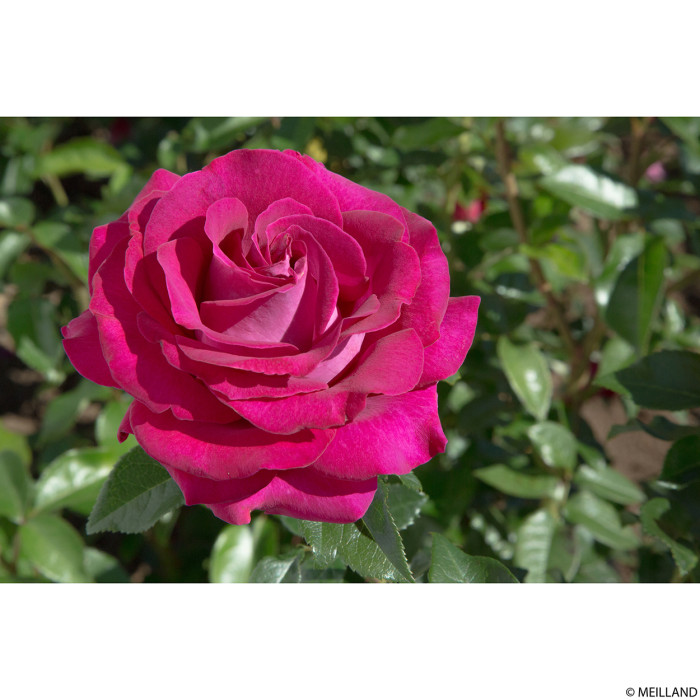 Rosier Belle Rives® Meizolnil
