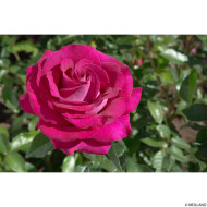 Rosier Belle Rives® Meizolnil