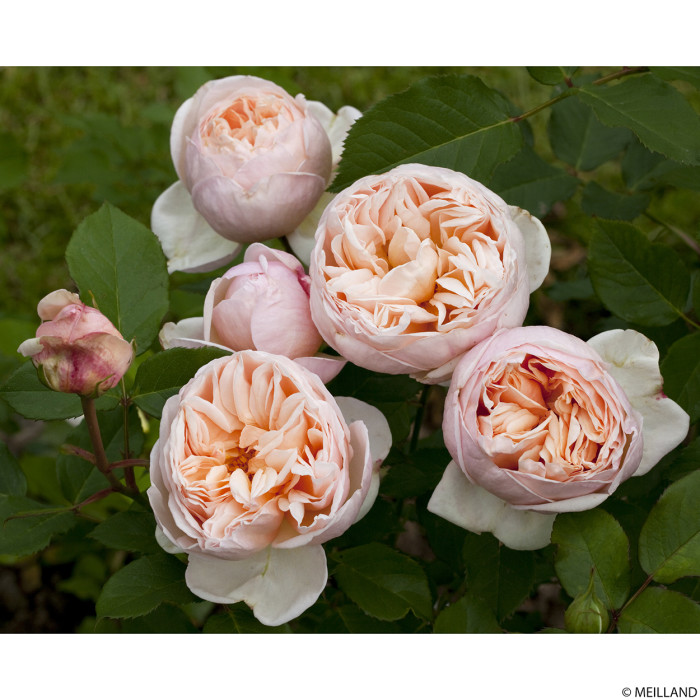 Rosier Belle Romantica® meigapencey