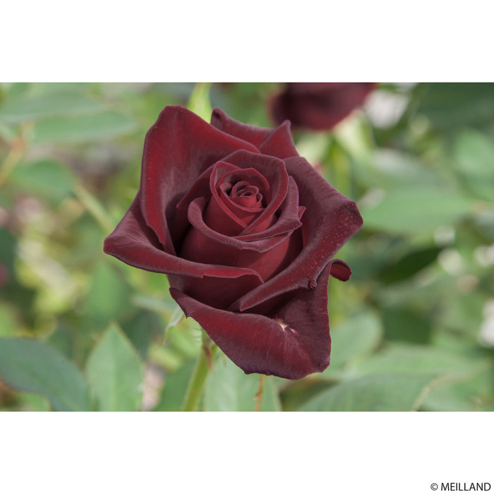 Rosier Black Baccara® Meidebenne