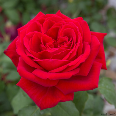 Rosier Botero® Meiafone