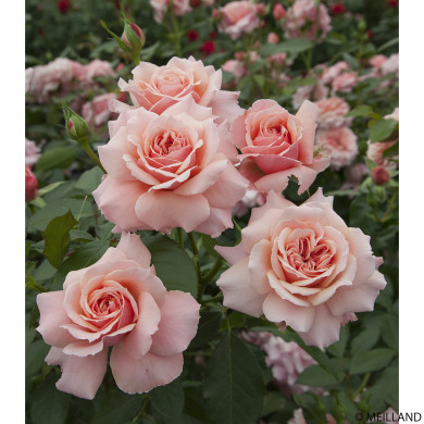 Rosier Botticelli meisylpho