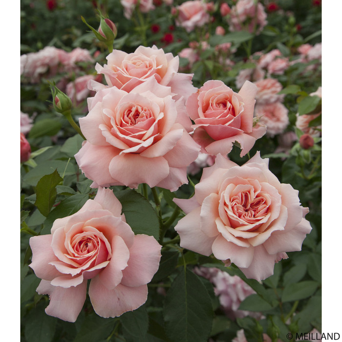 Rosier Botticelli meisylpho