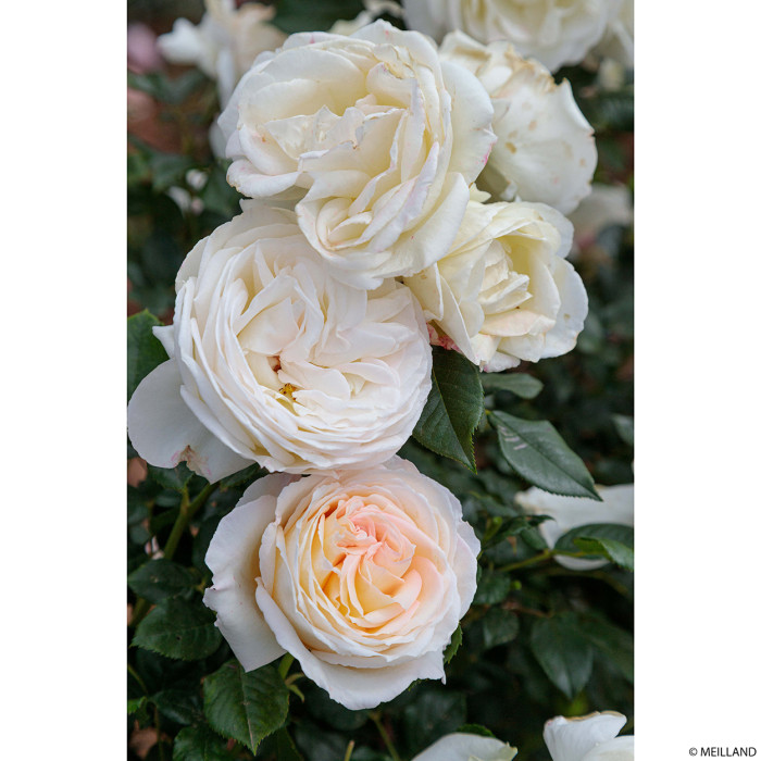 Rosier Camille Claudel® meiroguste