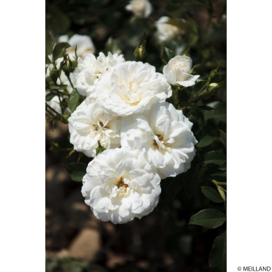 Rosier Carte Blanche® Meibarum