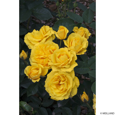 Rosier Carte d'Or® Meidresia