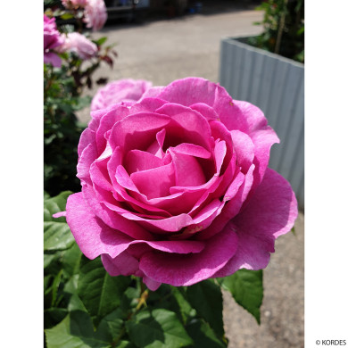 Rosier Catherine de Medicis® korjupvio