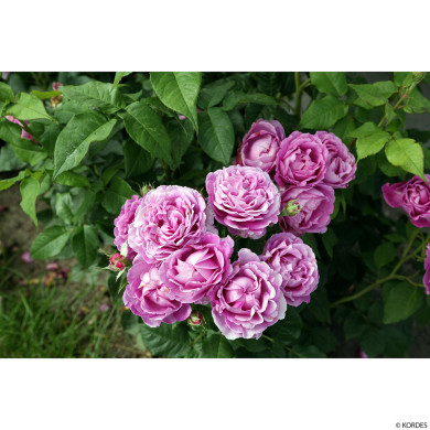 Rosier Catherine de Medicis® korjupvio