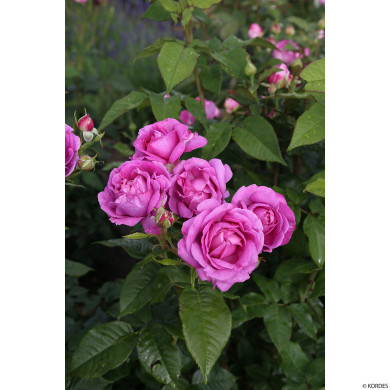 Rosier Catherine de Medicis® korjupvio