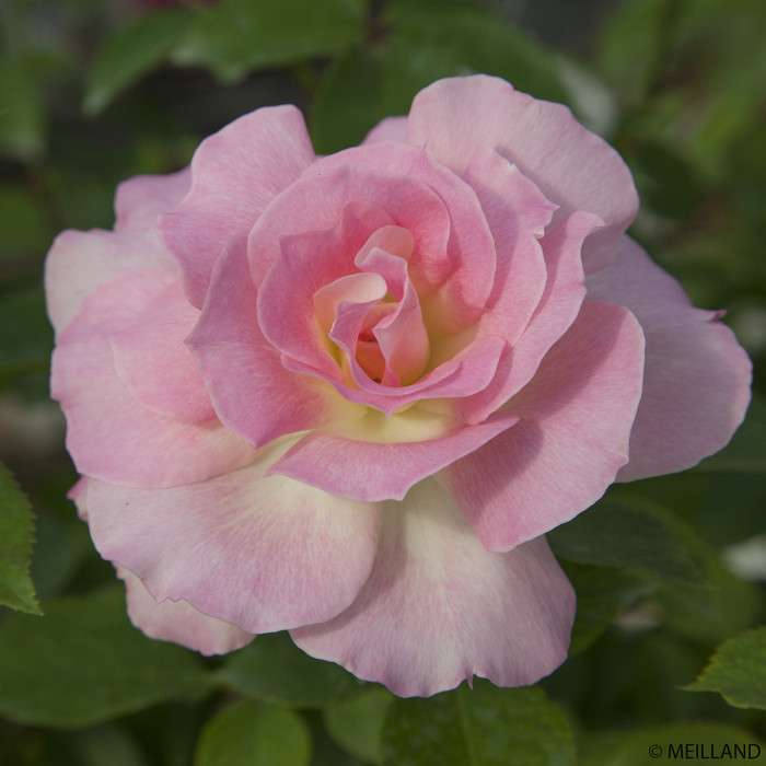 Rosier Charles Aznavour® Meibausai