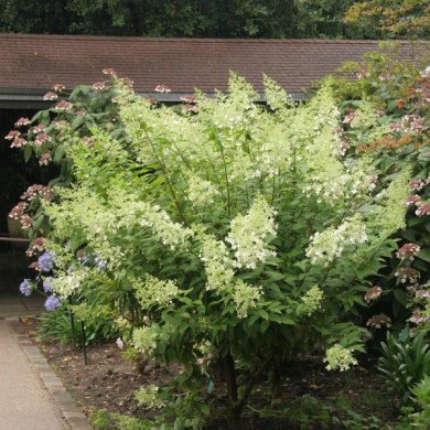 Hydrangea paniculata 'Kyushu'